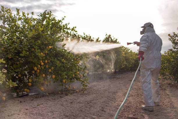 Best Residential Pest Control  in Kahoka, MO