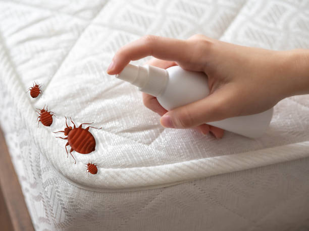 Best Bed Bug Extermination  in Kahoka, MO